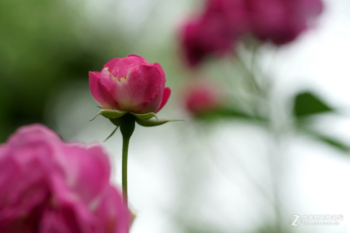 月季——长占四季春，无日不风流。