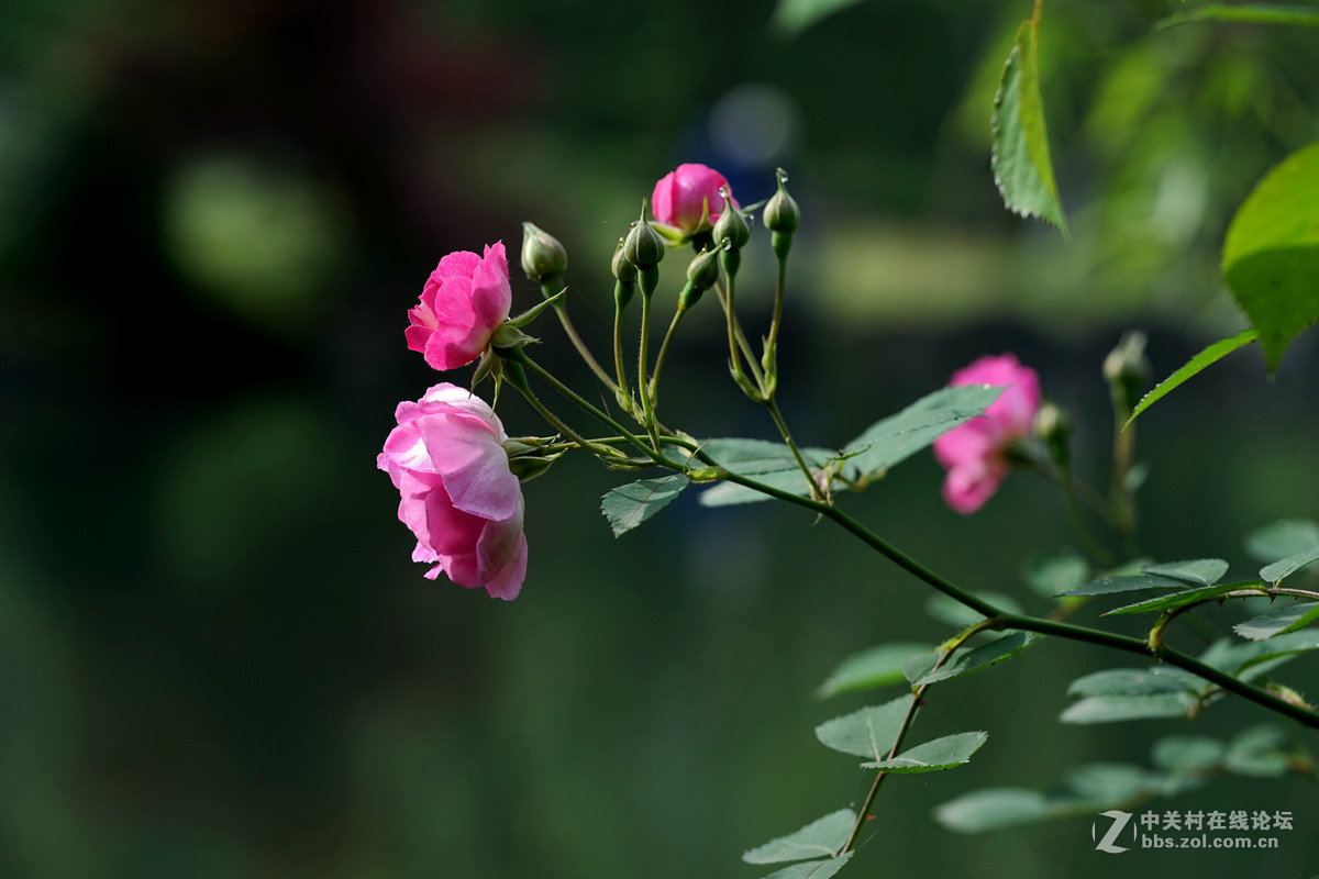 月季——长占四季春，无日不风流。