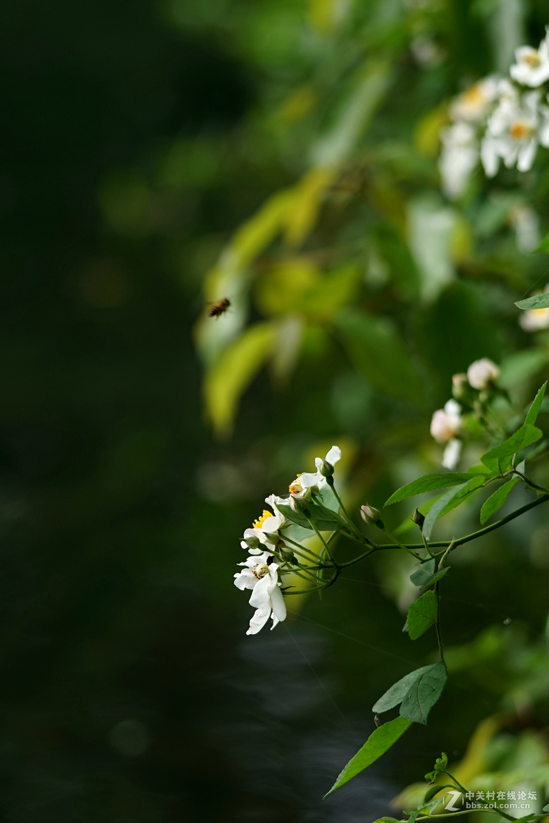 月季——长占四季春，无日不风流。