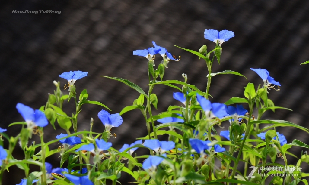 秋日小野花鸭跖草