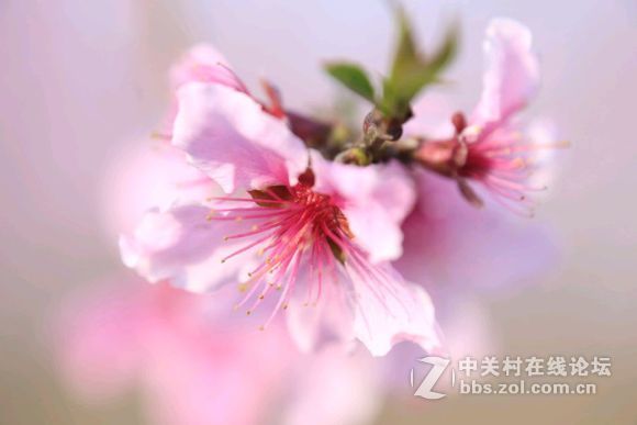 #佳能月赛-行走的印记#樱花