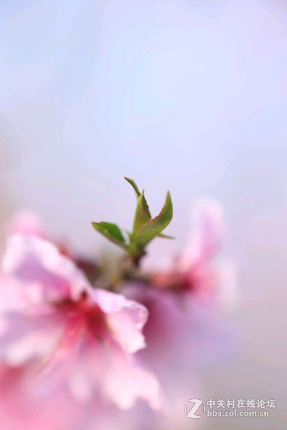 #佳能月赛-行走的印记#樱花