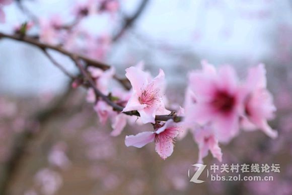 #佳能月赛-行走的印记#樱花