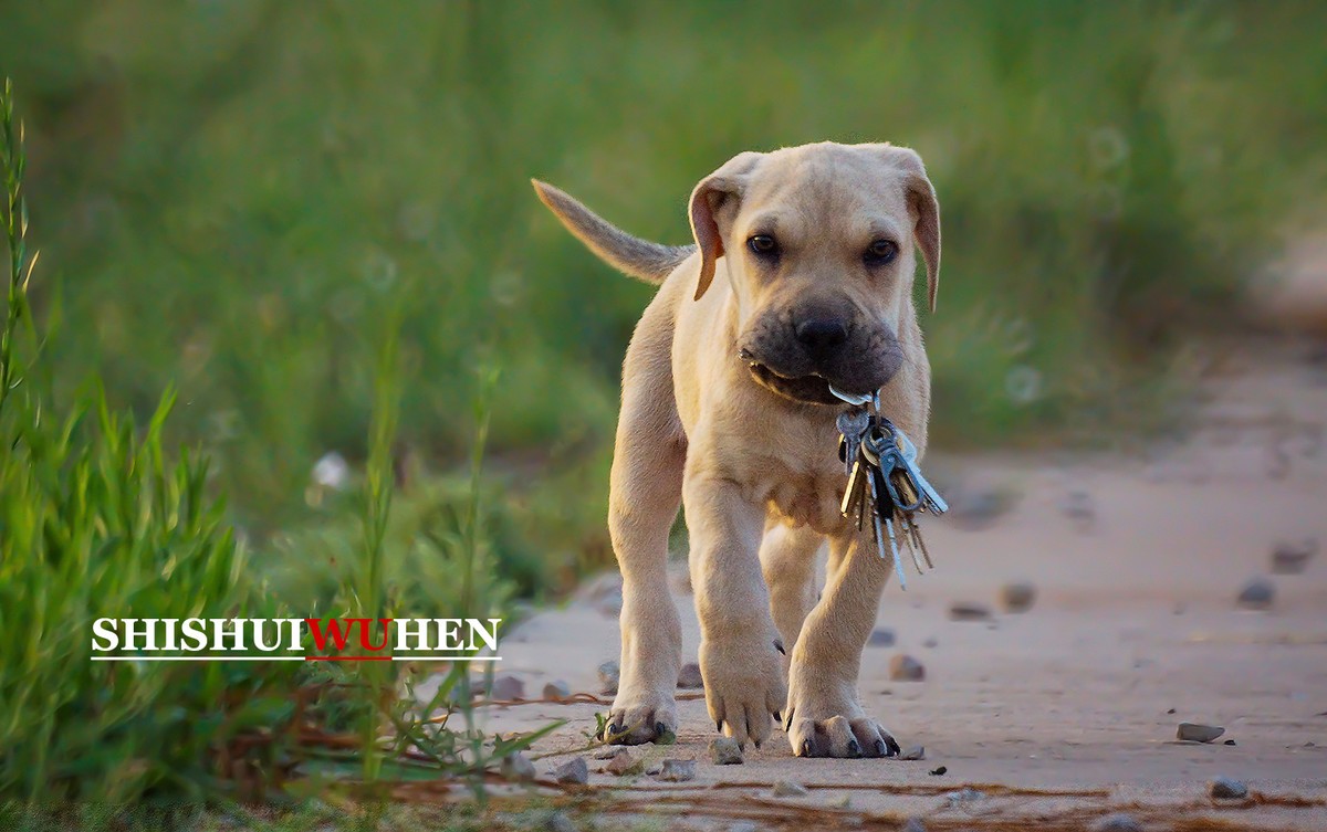 比特犬小皮特