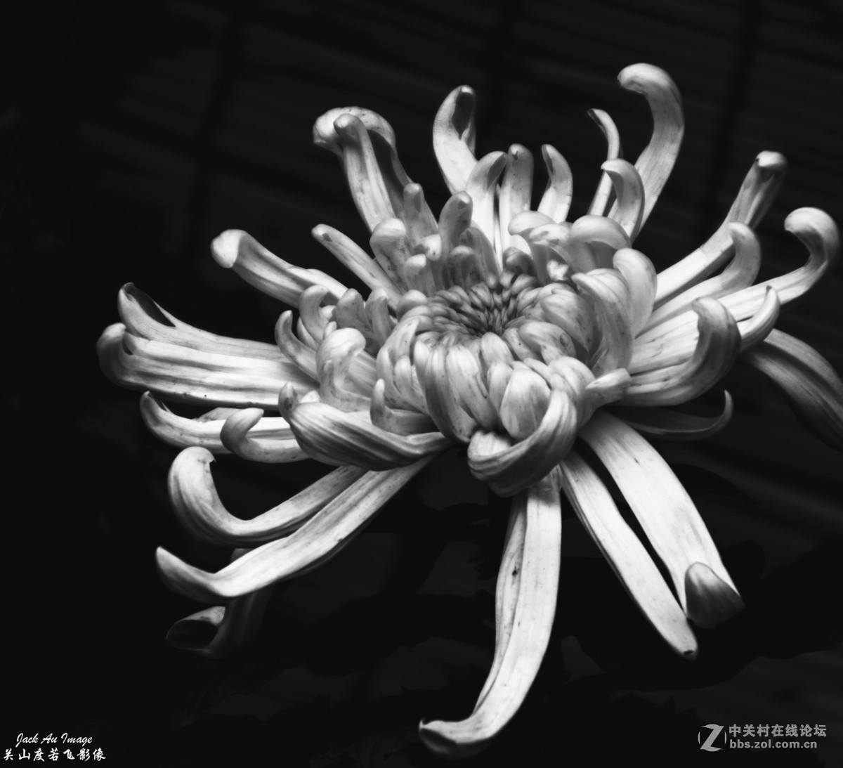 光影图记墨菊图