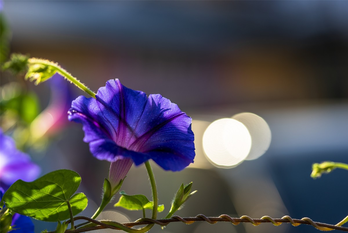 牵牛花〈二〉