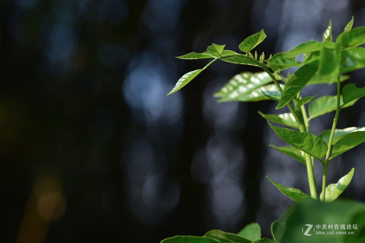 前几天在某鱼入的二手适马70-200.F2.8，小黑五，觉得成像还不错。