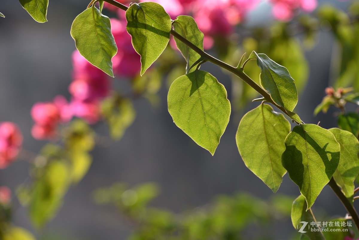 前几天在某鱼入的二手适马70-200.F2.8，小黑五，觉得成像还不错。