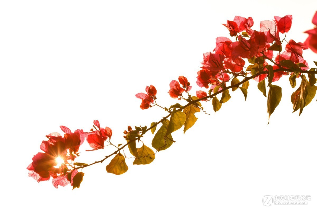 前几天在某鱼入的二手适马70-200.F2.8，小黑五，觉得成像还不错。