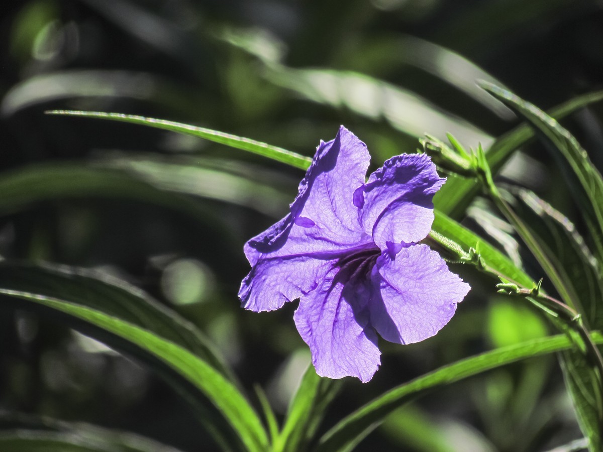 藍花草