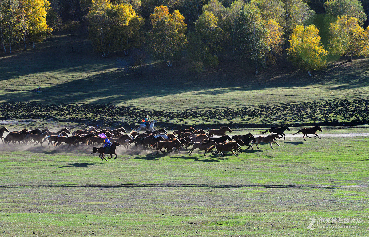 2015金秋乌兰布统摄影采风《群马奔驰》
