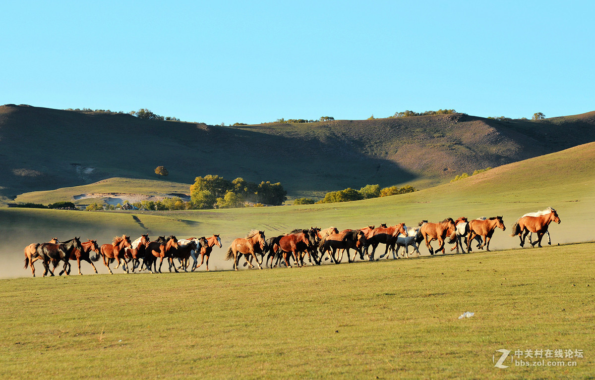 2015金秋乌兰布统摄影采风《群马奔驰》