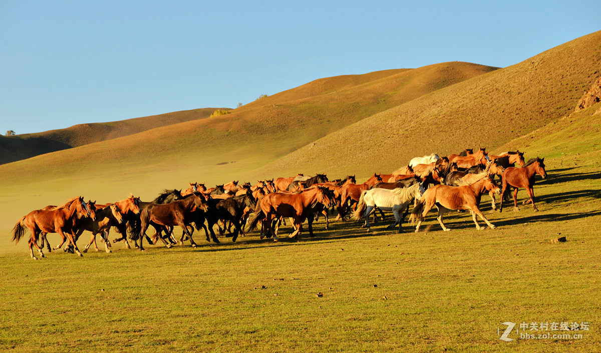 2015金秋乌兰布统摄影采风《群马奔驰》