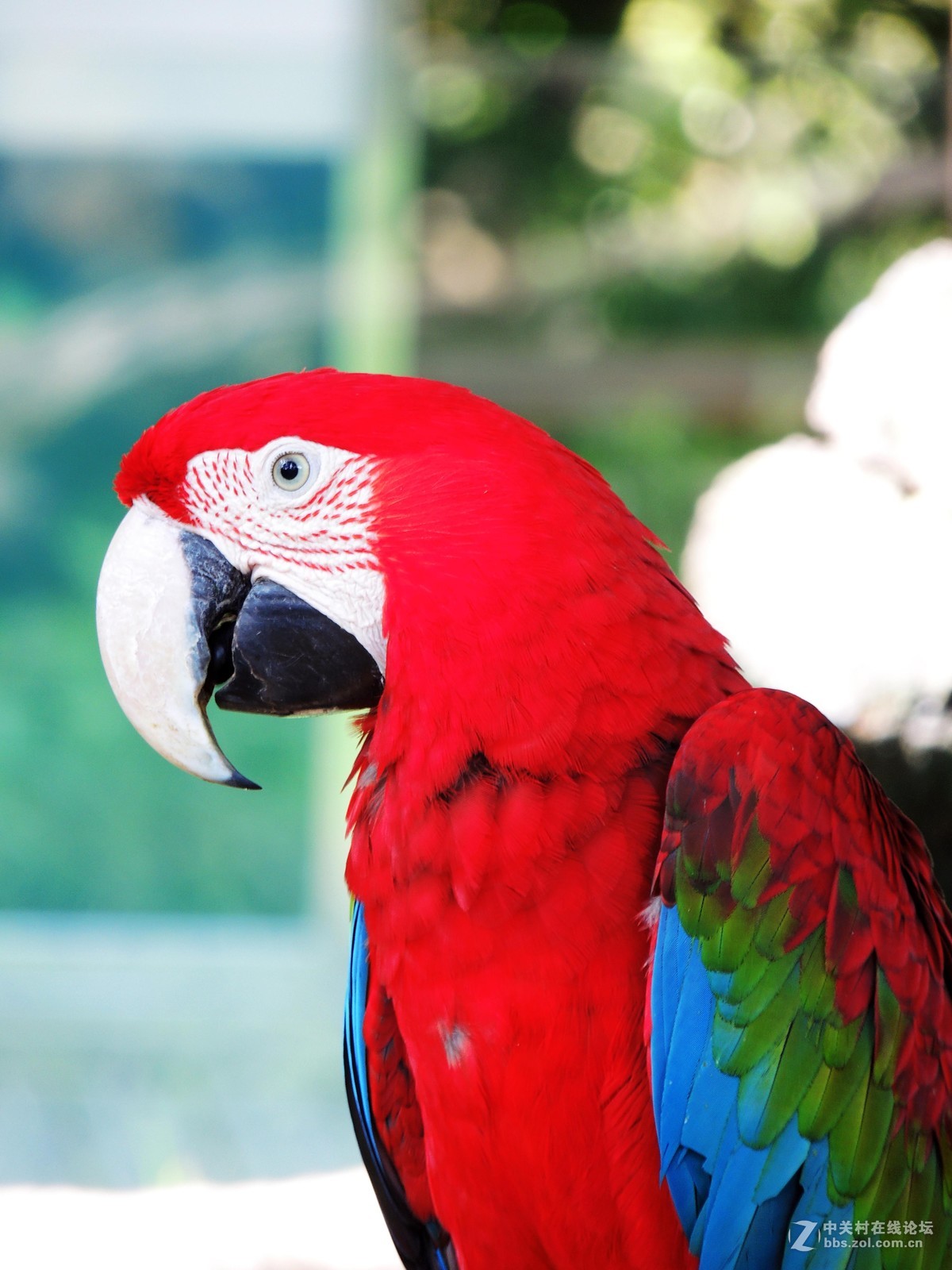 动物园的飞禽特写