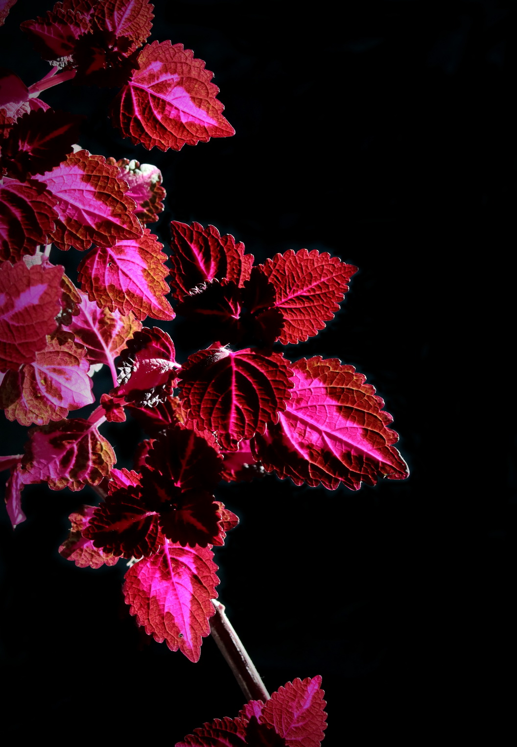 不知何名的花、草、叶？---敬谢青柳老师查证为‘彩叶草’