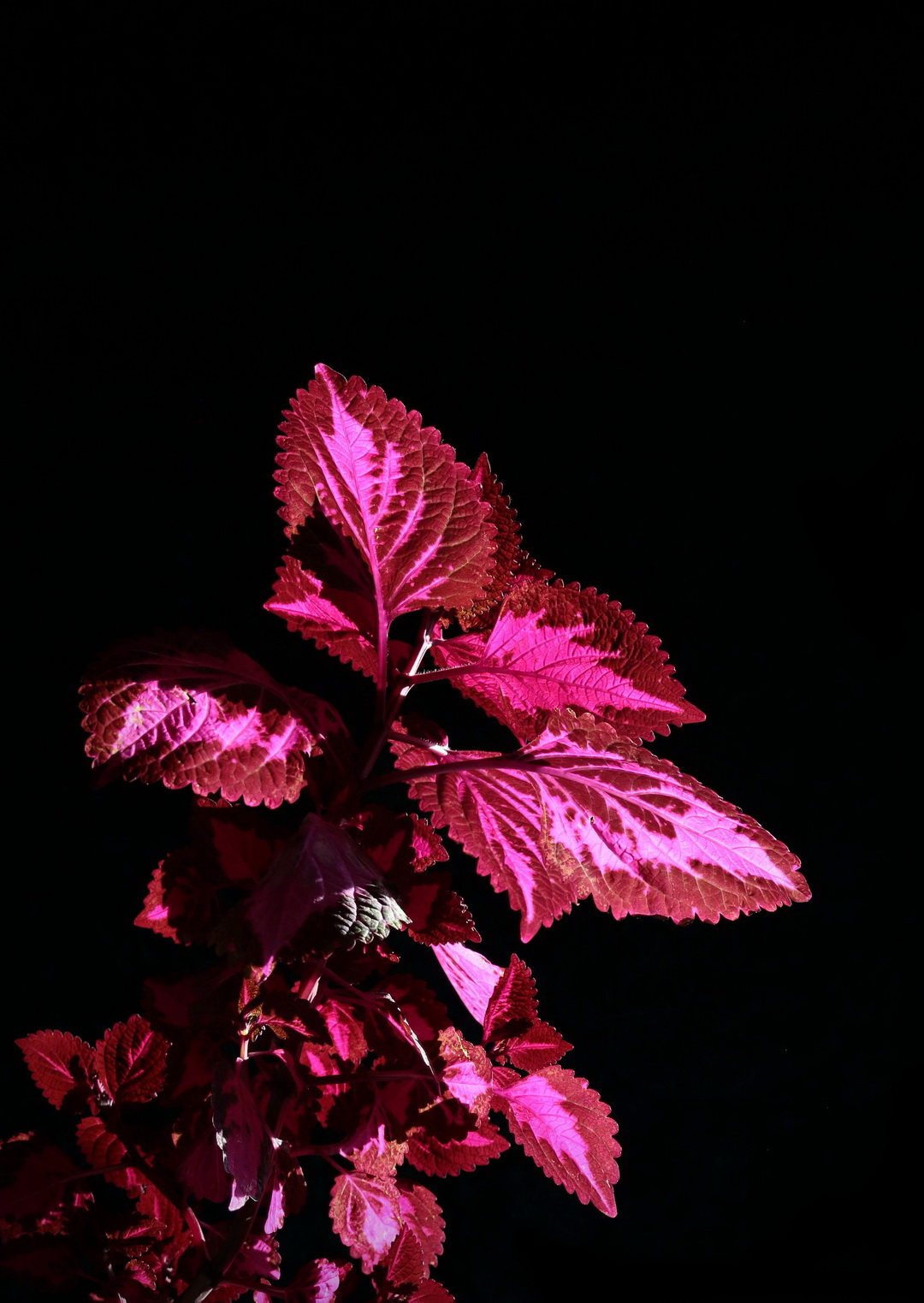 不知何名的花、草、叶？---敬谢青柳老师查证为‘彩叶草’