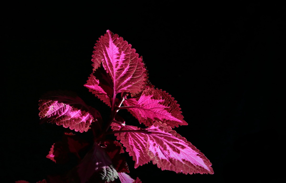 不知何名的花、草、叶？---敬谢青柳老师查证为‘彩叶草’