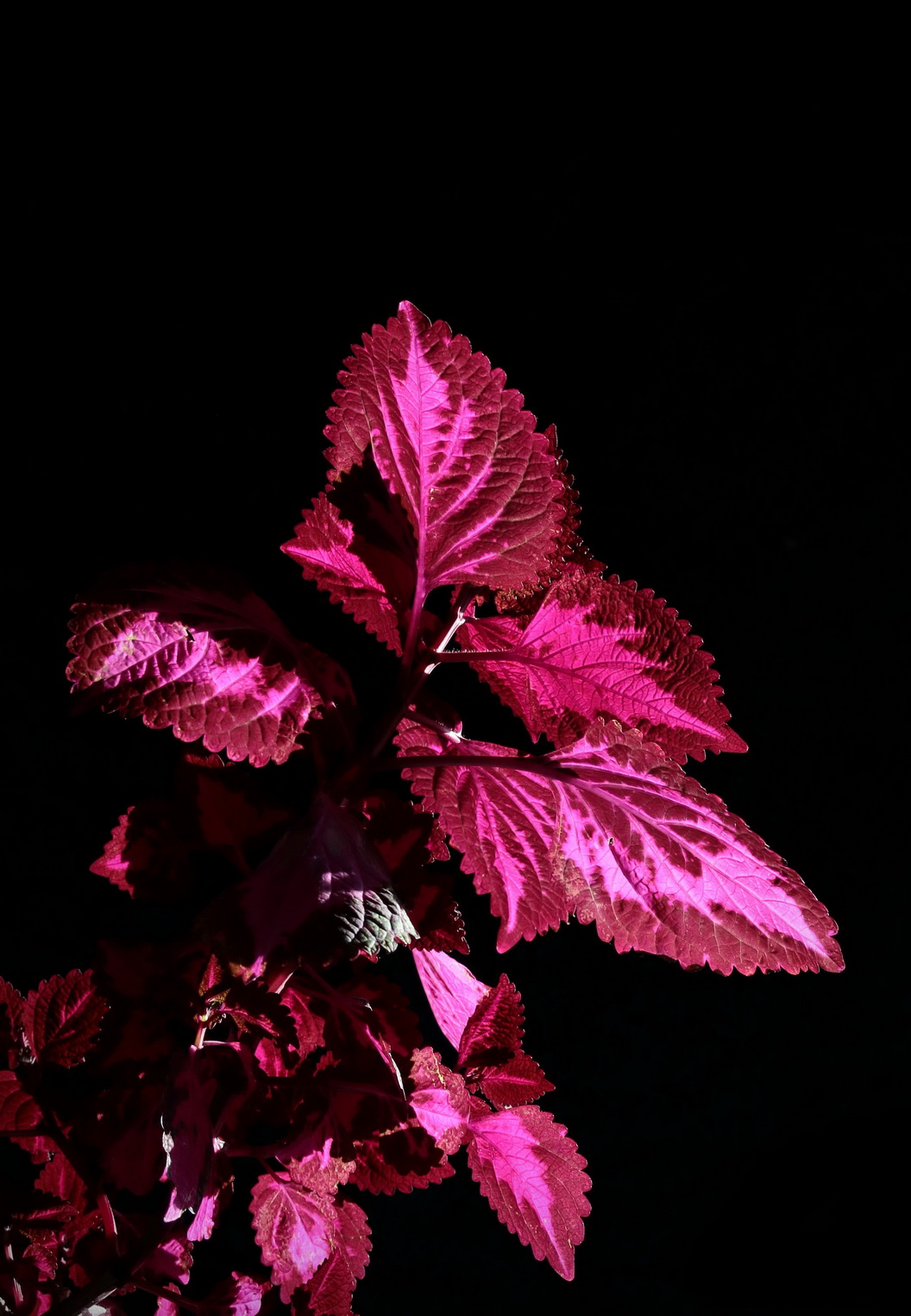 不知何名的花、草、叶？---敬谢青柳老师查证为‘彩叶草’