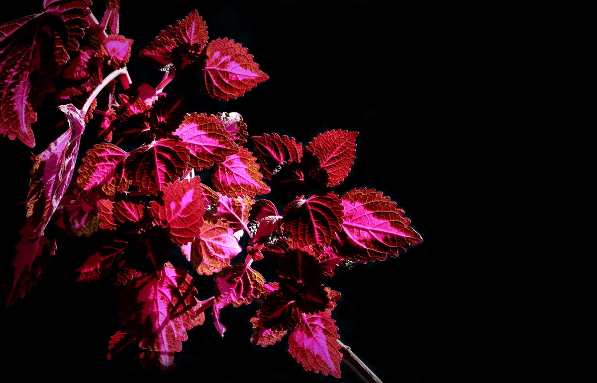 不知何名的花、草、叶？---敬谢青柳老师查证为‘彩叶草’