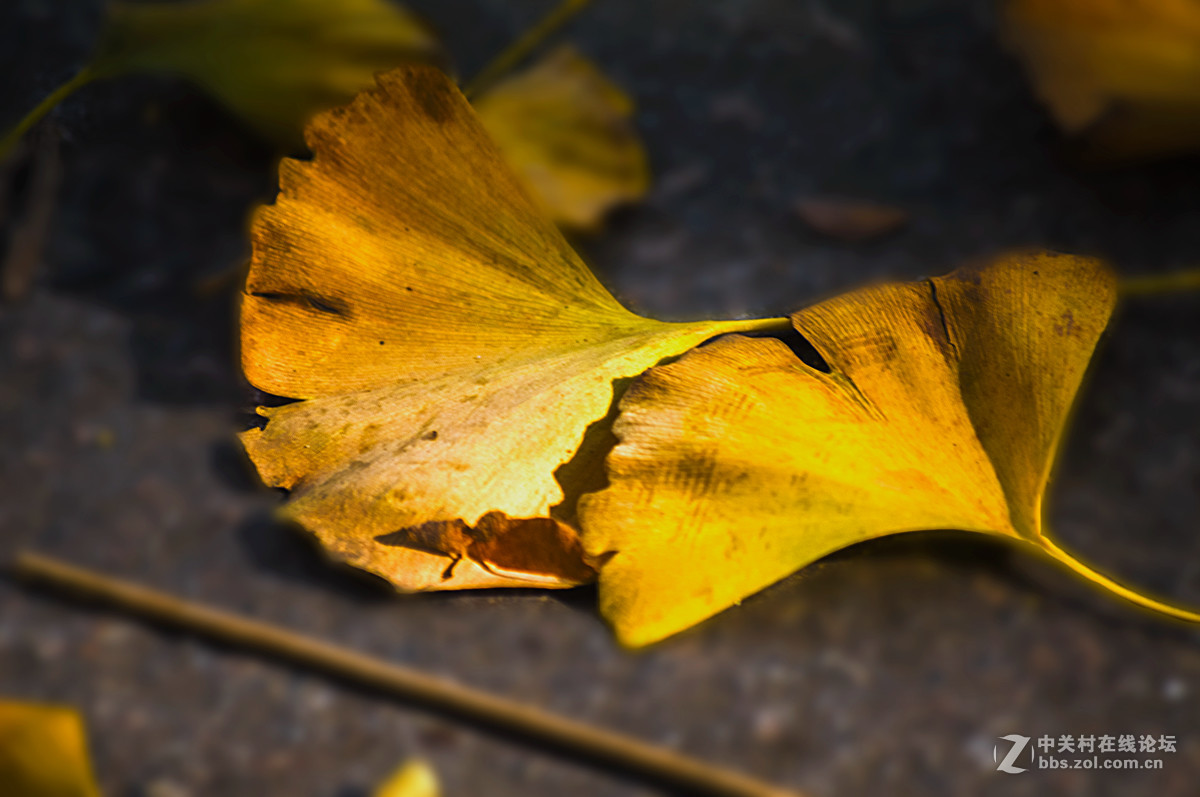 片片落叶片片浪漫片片情