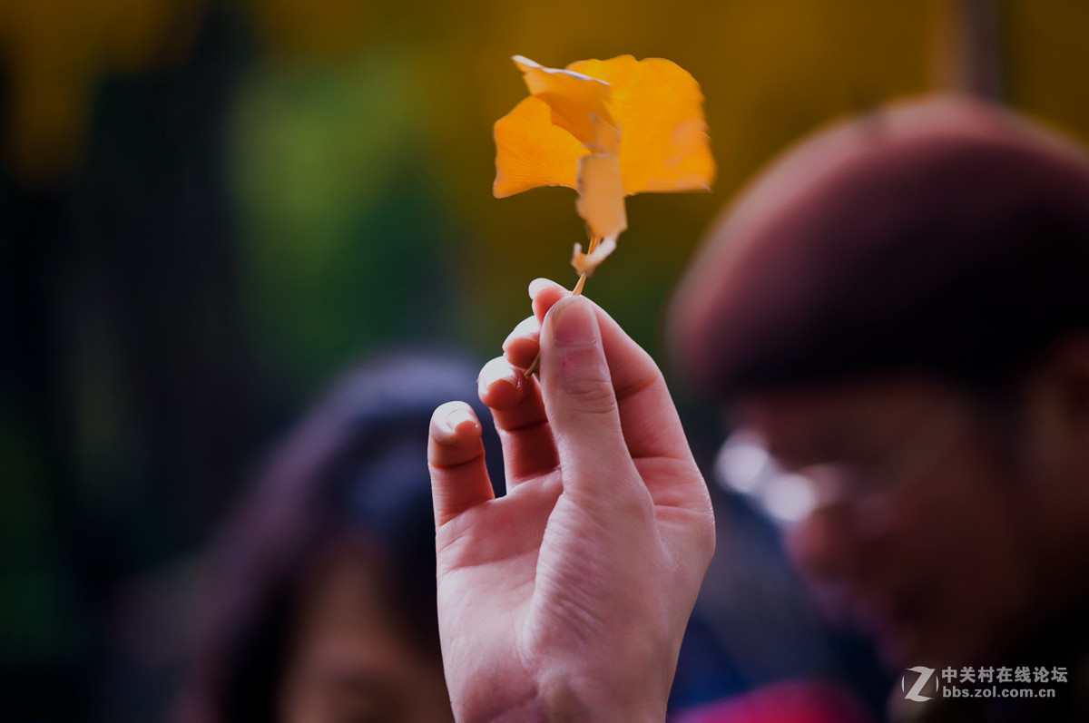 片片落叶片片浪漫片片情