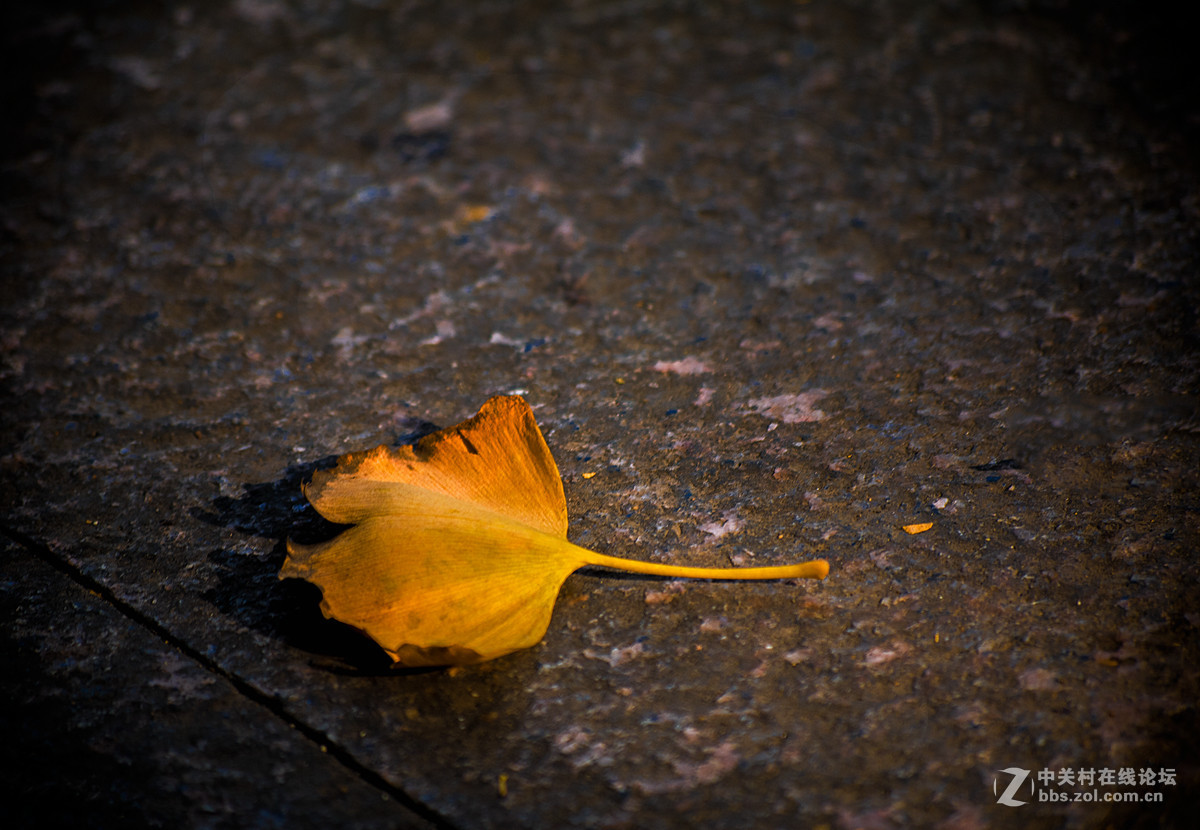 片片落叶片片浪漫片片情