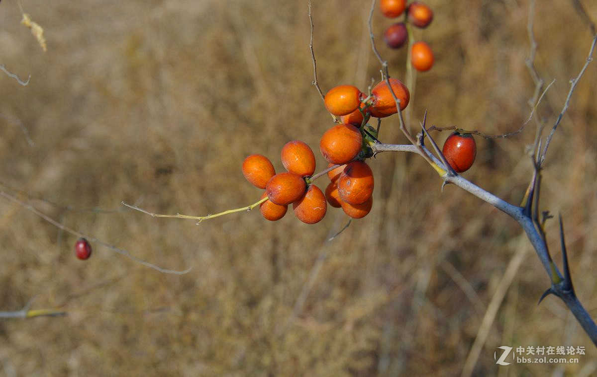 『酸枣』123...7P