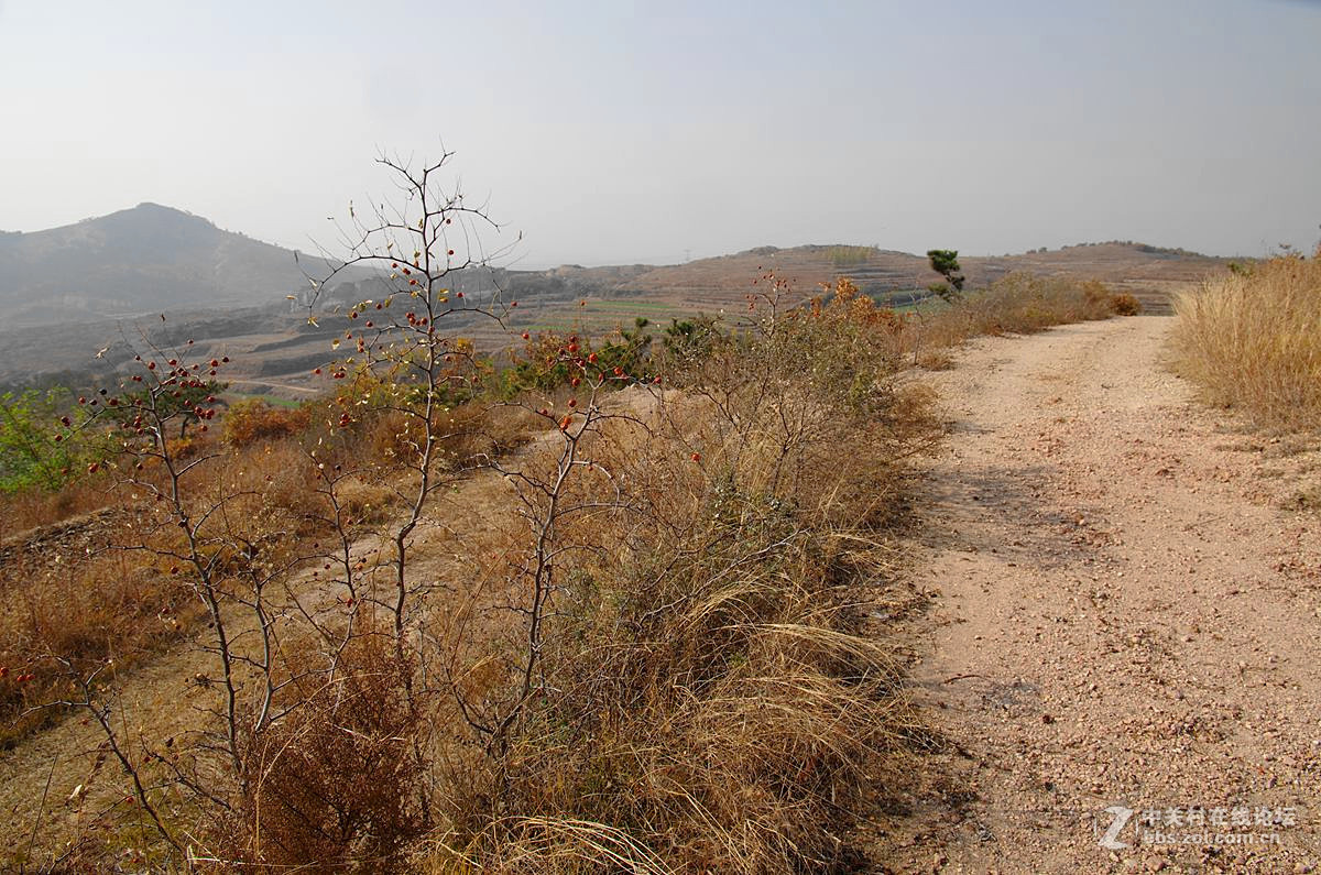 『酸枣』123...7P