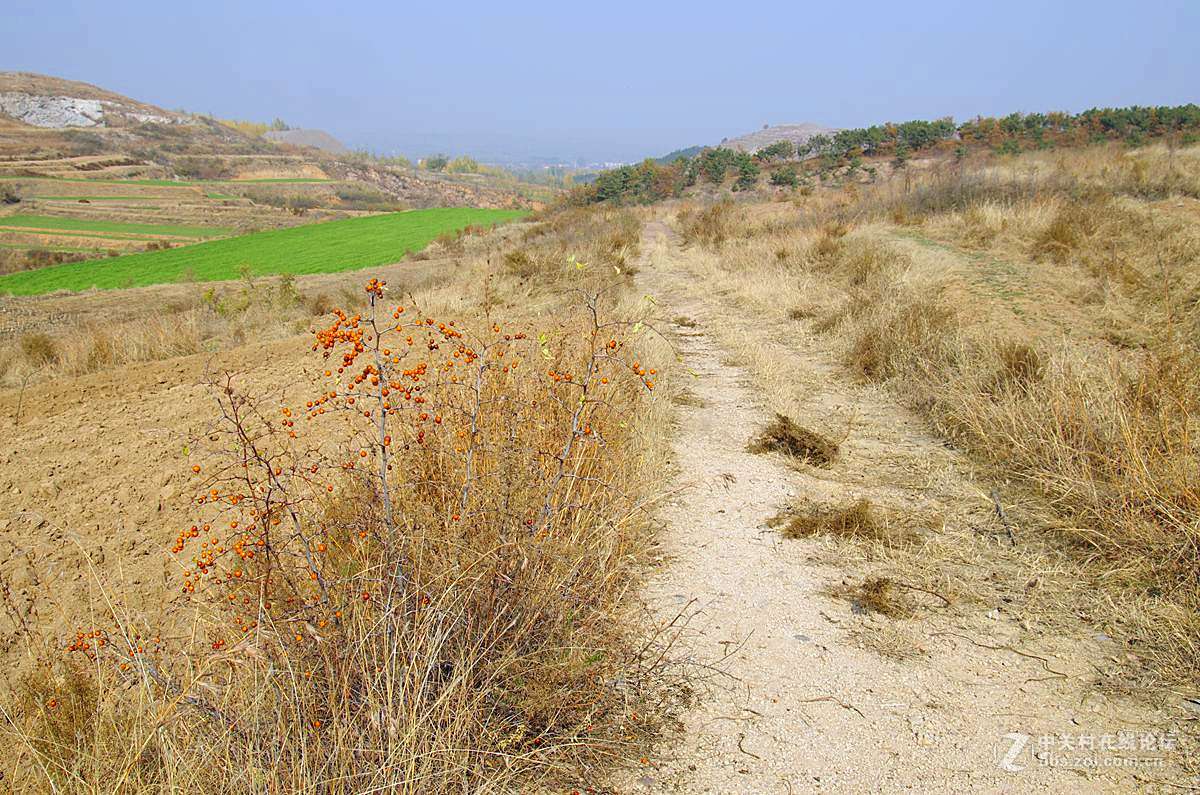 『酸枣』123...7P