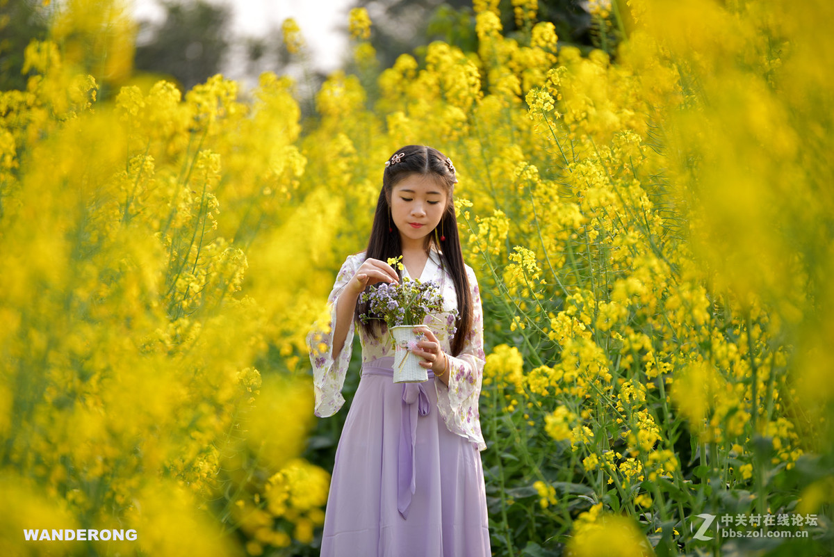 李花白菜花黄美女踏春忙