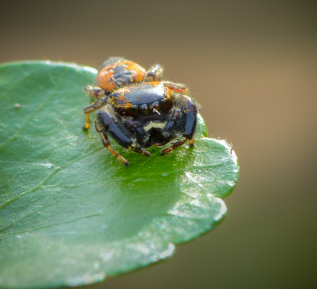 黄豆大小的小跳蛛