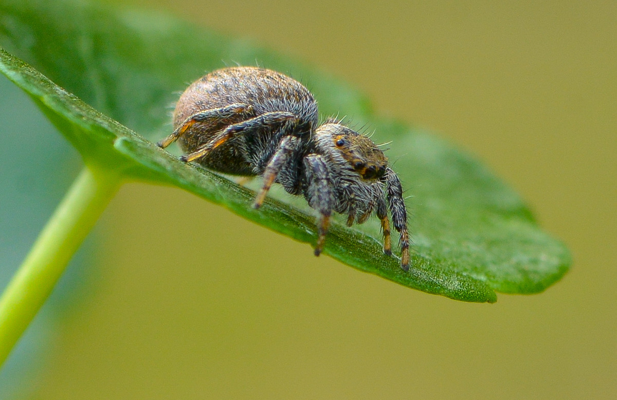黄豆大小的小跳蛛