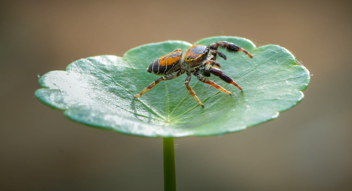 黄豆大小的小跳蛛