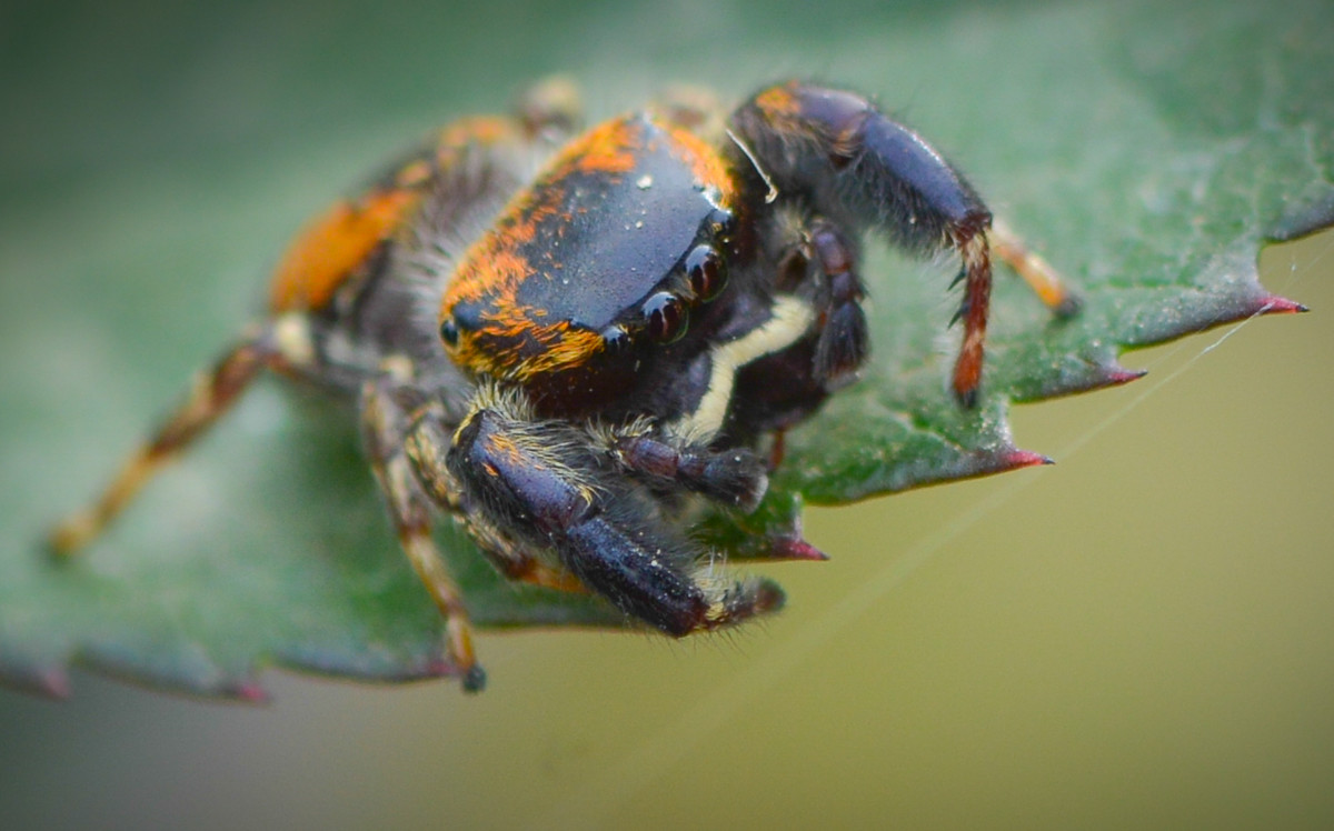 黄豆大小的小跳蛛