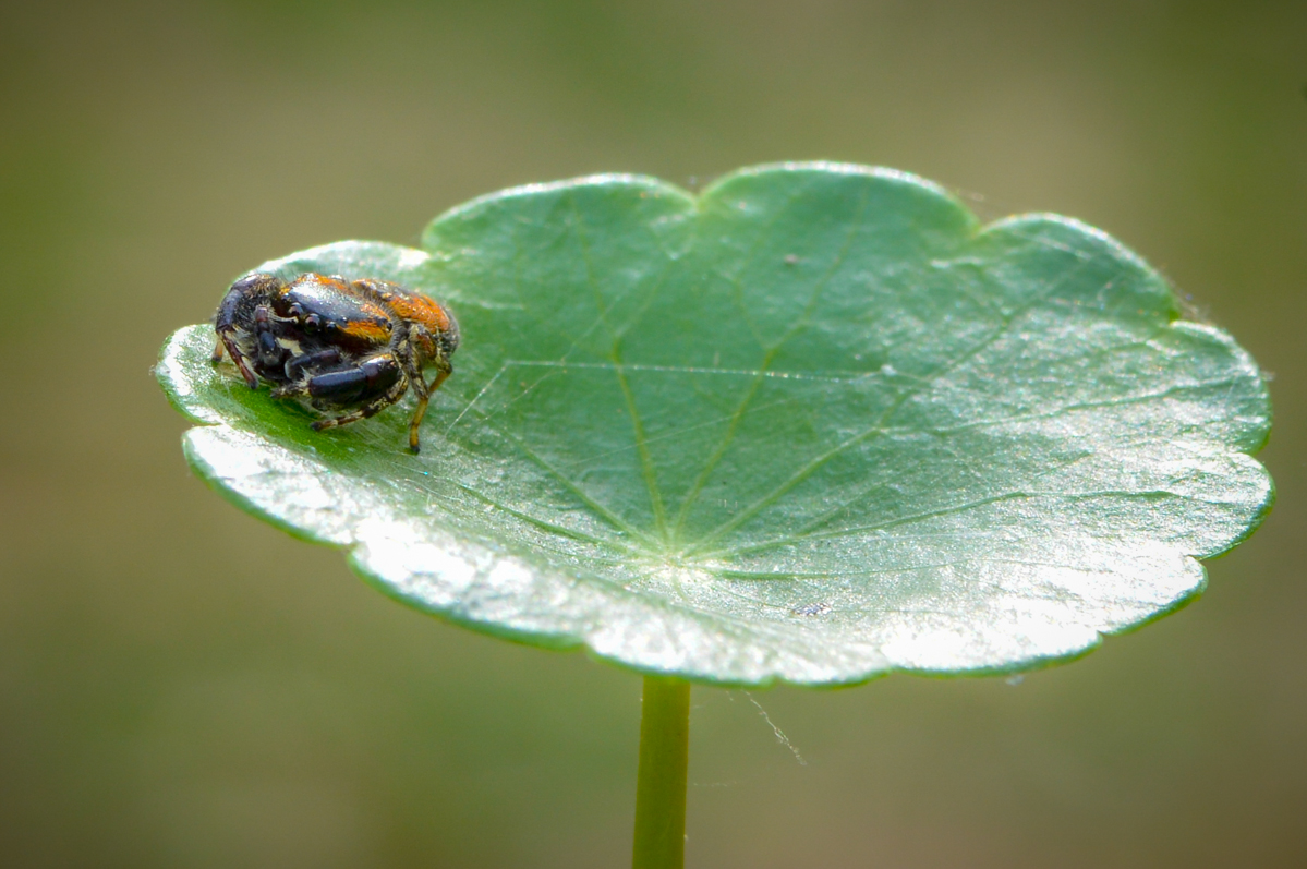 黄豆大小的小跳蛛