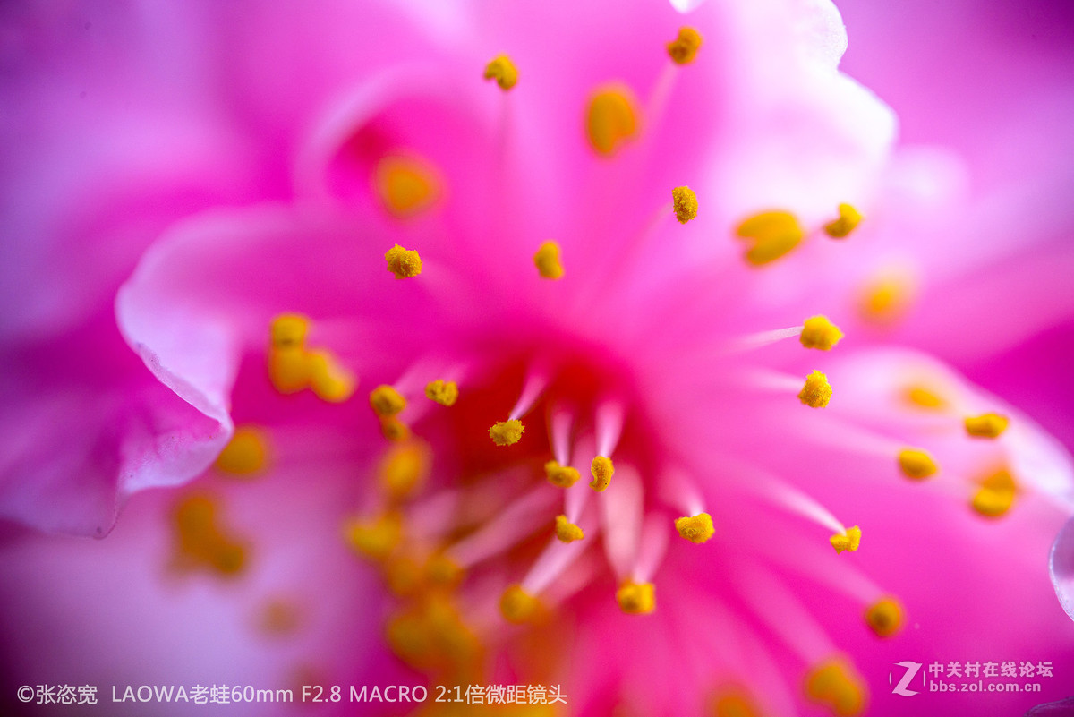 微距镜头下的各类花朵