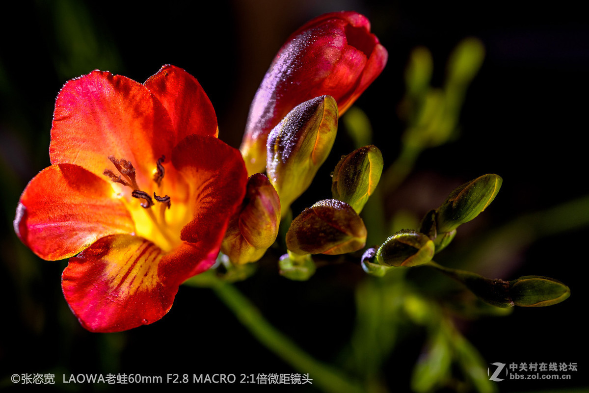 微距镜头下的各类花朵