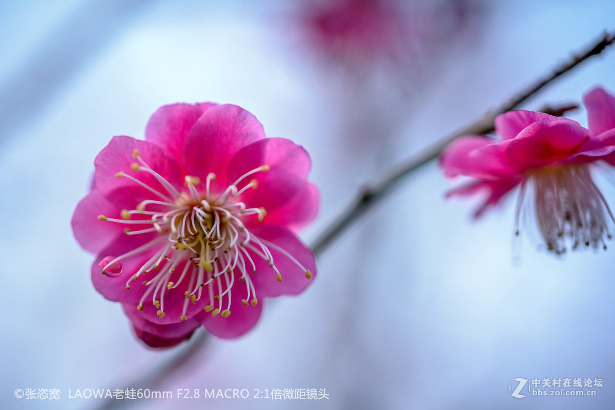 微距镜头下的各类花朵