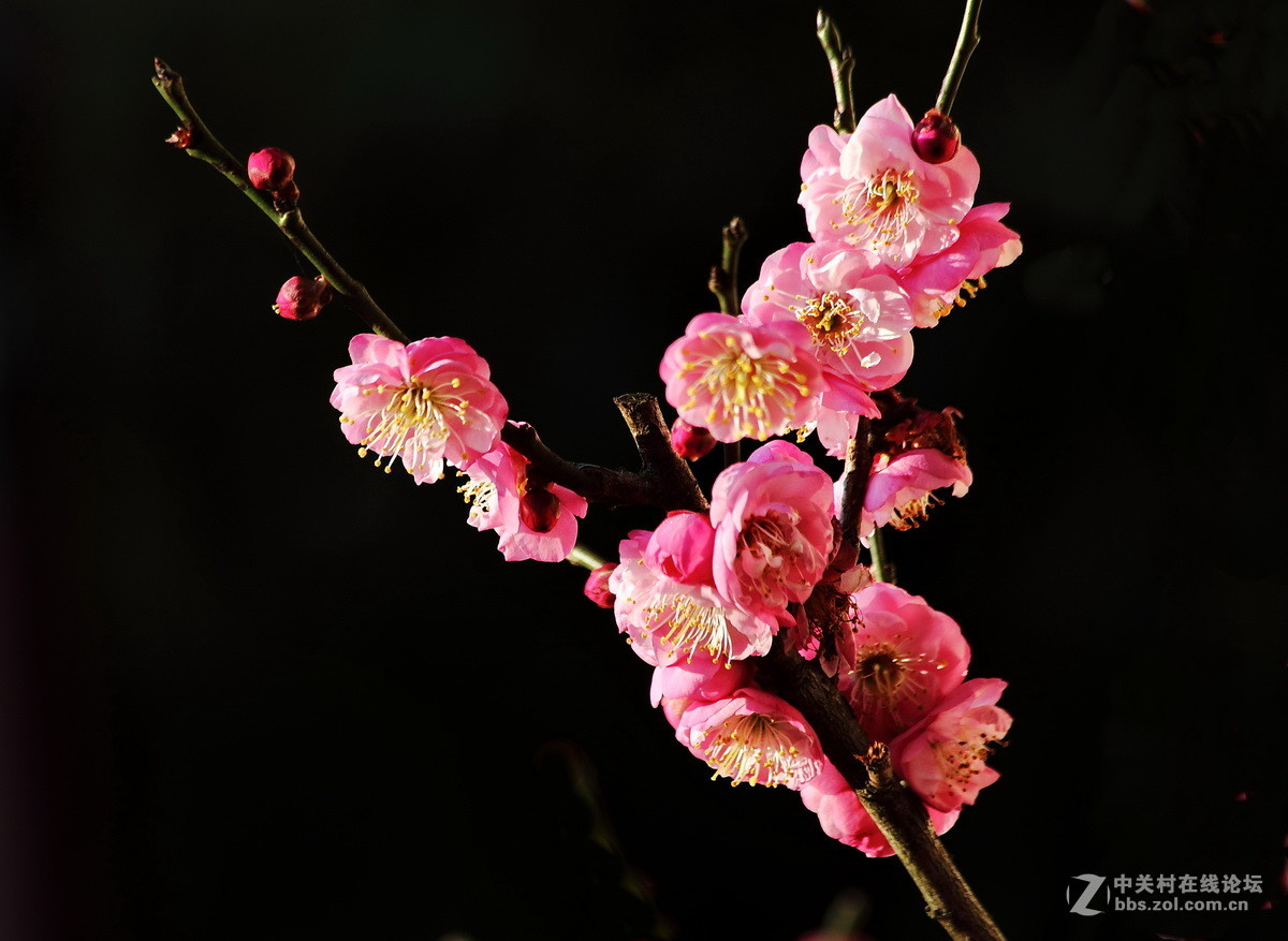 一组《红梅花开》拜访拉萨星空(中国)