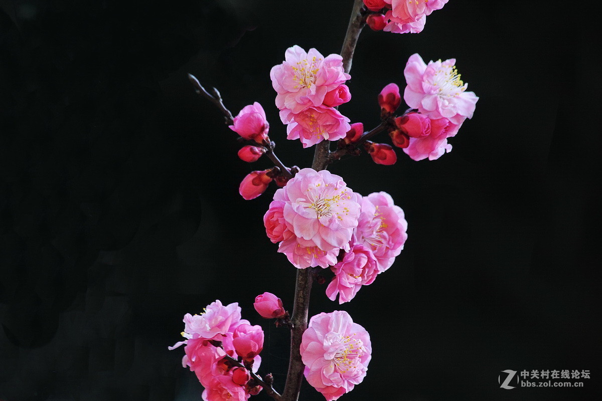 一组《红梅花开》拜访拉萨星空(中国)