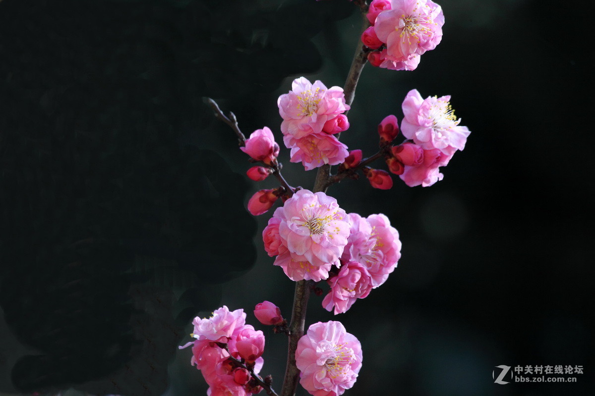 一组《红梅花开》拜访拉萨星空(中国)