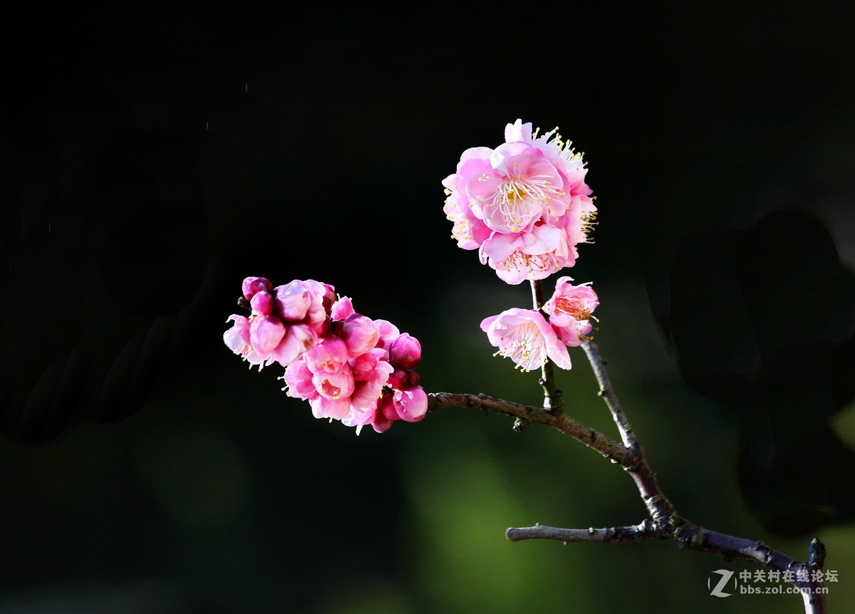 一组《红梅花开》拜访拉萨星空(中国)