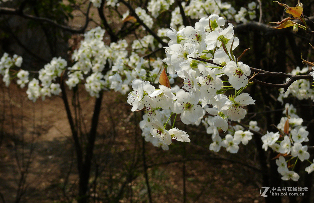 梨花盛开     6