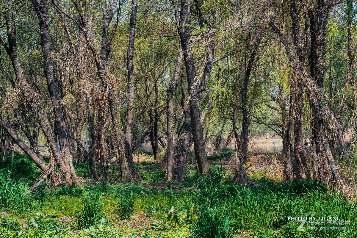 《灞河湿地的树林》