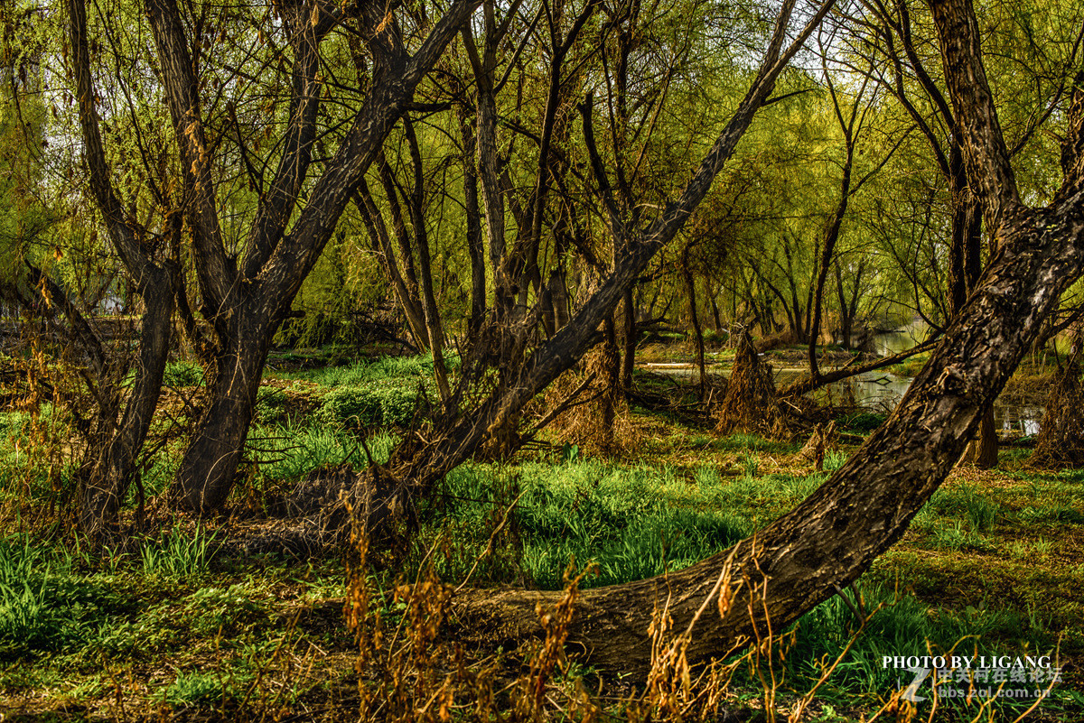 《灞河湿地的树林》