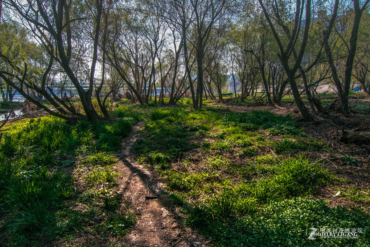 《灞河湿地的树林》