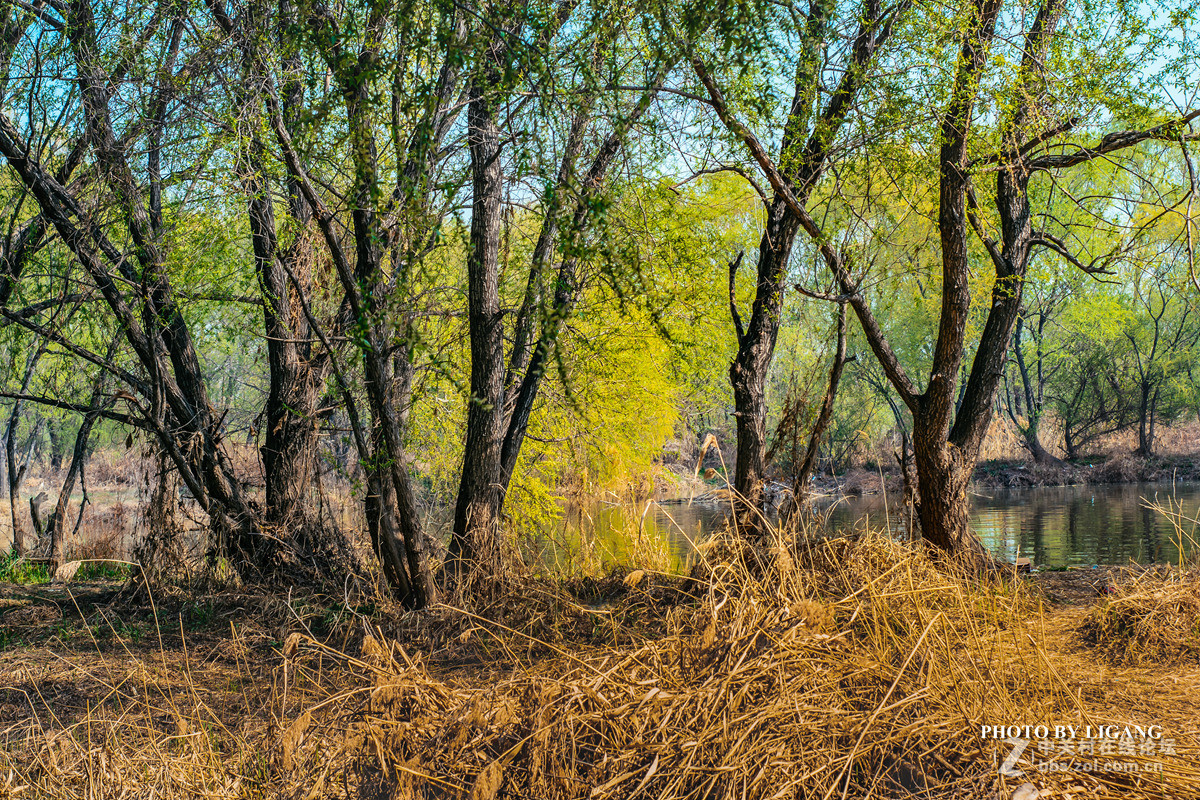《灞河湿地的树林》