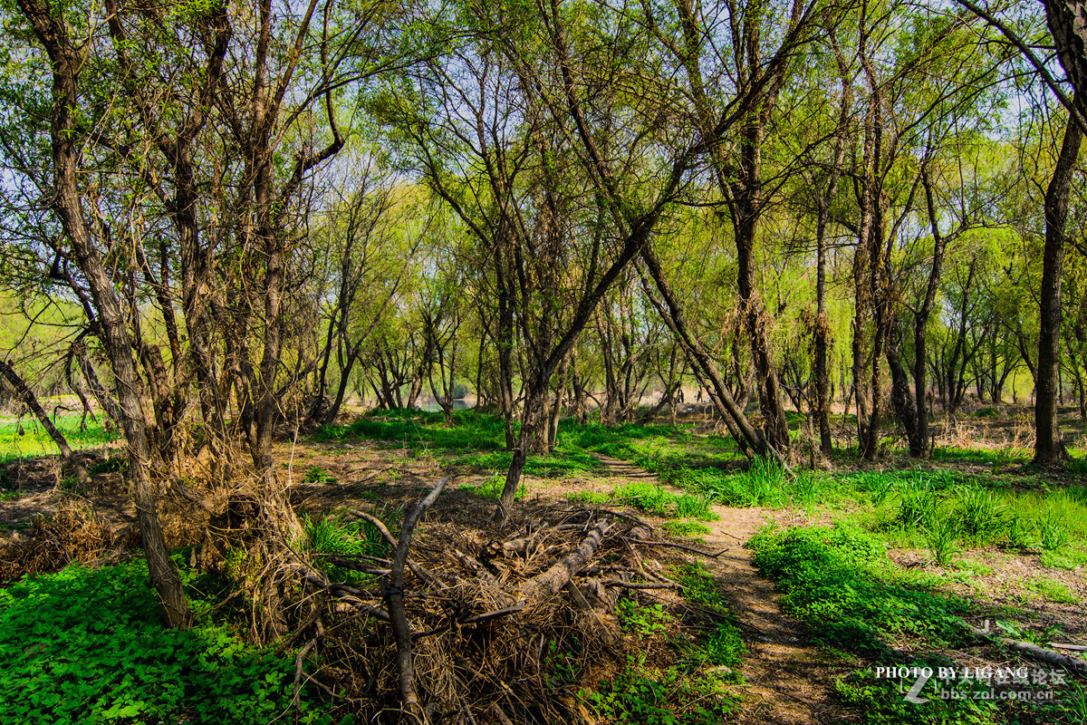 《灞河湿地的树林》