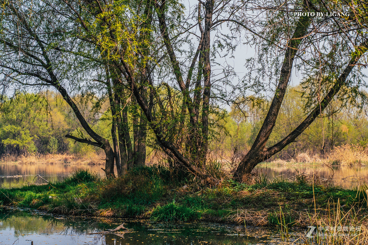 《灞河湿地的树林》