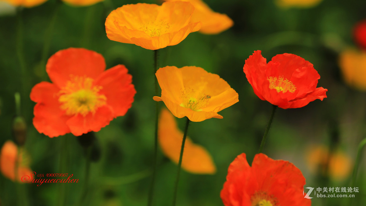 #佳能月赛-人间四月天#虞美人